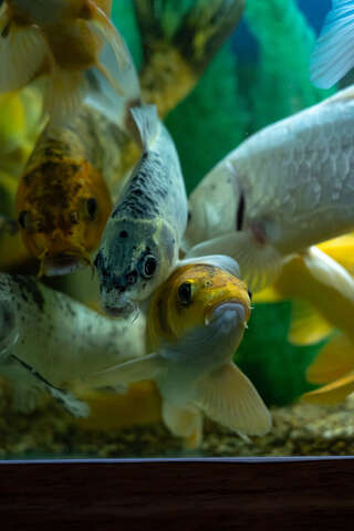 Гостиница Ани Хабаровск-6